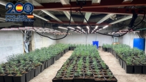 Desmantelan dos cultivos con m&aacute;s de 2.300 plantas de marihuana en Berja y Almer&iacute;a