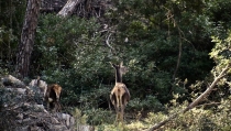 Ayudas para aumentar el valor medioambiental de ecosistemas forestales