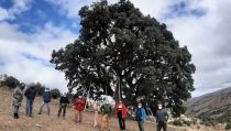 Nace una asociaci&oacute;n para intentar salvar la Peana, la encina milenaria de Ser&oacute;n