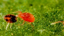 &Aacute;caros depredadores y setos son la mejor estrategia contra la ara&ntilde;a roja en invernaderos