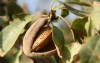 La campa&ntilde;a de almendra en la provincia llega muy mermada a causa de las lluvias