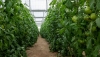 El Gobierno destina 112,9 millones a ayudas para la compra de fertilizantes en Andaluc&iacute;a