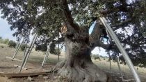 Lanzan una campa&ntilde;a de 'crowdfunding' para salvar la encina milenaria de Ser&oacute;n