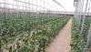 ASAJA Almer&iacute;a avanza una campa&ntilde;a agr&iacute;cola marcada por la estabilidad de cultivos