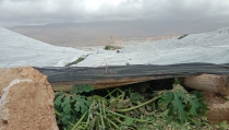 Los agricultores reclaman la declaraci&oacute;n de 'zona de emergencia' para los invernaderos de El Ejido