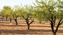Los productores de frutos secos de ocho comarcas almeriense podr&aacute;n pedir ayudas asociadas de la PAC