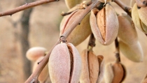 Los primeros d&iacute;as de recolecci&oacute;n de almendra apuntan bajadas del 50%