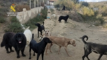 Desmantelan un falso santuario para perros maltratados en Macael