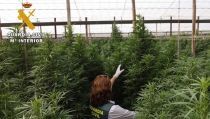 La Guardia Civil finaliza el a&ntilde;o con 630.273 plantas de marihuana intervenidas