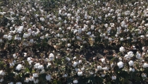 Andaluc&iacute;a reparte m&aacute;s de 10,6 millones en ayudas al cultivo sostenible de algod&oacute;n y remolacha