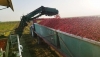 COAG Andaluc&iacute;a alerta de p&eacute;rdidas hist&oacute;ricas para los agricultores de tomate de industria