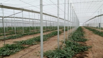 Se adelanta el trasplante de pimiento y tomate en busca de mejores cotizaciones