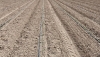 Problemas en el sector agrario con animales sin orde&ntilde;ar y cultivos sin riego por el apag&oacute;n