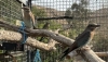 Liberan cinco carracas europeas para ayudar a salvar esta especie en peligro