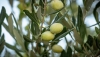 Andaluc&iacute;a suspende la recogida de aceituna en olivares superintensivos