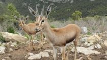 El CSIC y el Zoo Oasys firman un acuerdo para la protecci&oacute;n de especies de ungulados