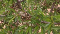 ASAJA Almer&iacute;a prev&eacute; un descenso del 40% en la producci&oacute;n de almendra en la provincia