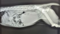Hieren de gravedad a una gata en Dal&iacute;as dispar&aacute;ndole con p&eacute;rdigones