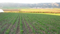 Andaluc&iacute;a lidera la agricultura ecol&oacute;gica en Espa&ntilde;a con 1,5 millones de hect&aacute;reas