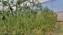 El fr&iacute;o intenso amenaza con desabastecer de frutas y hortalizas los mercados