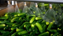 Las exportaciones hortofrut&iacute;colas andaluzas superan los 4.555 millones entre enero y mayo