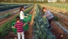 COAG propone mejorar la formaci&oacute;n sobre el sector agrario en colegios e institutos