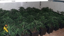 Localizan un cultivo con cien plantas de marihuana en Cuevas del Almanzora
