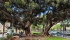 Autorizan el proyecto para sustentar los ficus del Parque Nicol&aacute;s Salmer&oacute;n