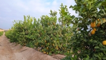 ASAJA Almer&iacute;a calcula que la producci&oacute;n de c&iacute;tricos caer&aacute; un 5% en Almer&iacute;a respecto a la previsi&oacute;n inicial