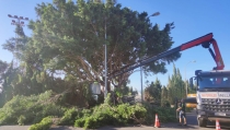 Adra intensifica las labores de poda y mantenimiento de zonas verdes