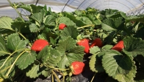Las exportaciones de frutas andaluzas crecen m&aacute;s de 110 millones en el primer trimestre