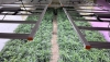 Detienen a dos clanes enfrentados por el cultivo de marihuana en Pescader&iacute;a