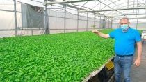 Asaja prev&eacute; una subida del pimiento del 2% en la pr&oacute;xima campa&ntilde;a de hortalizas