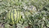 Arranca la campa&ntilde;a de inspecciones 'No cortes en verde' para sand&iacute;a y mel&oacute;n