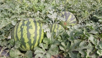 Arranca la campa&ntilde;a de inspecciones 'No cortes en verde' para sand&iacute;a y mel&oacute;n