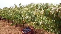 Asaja se&ntilde;ala que la sequ&iacute;a provoca la reducci&oacute;n del 20% de la cosecha de vino