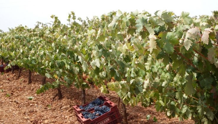 Asaja se&ntilde;ala que la sequ&iacute;a provoca la reducci&oacute;n del 20% de la cosecha de vino