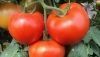 Almer&iacute;a sufre una p&eacute;rdida del 16% de superficie del tomate en nueve a&ntilde;os