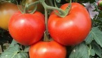 Almer&iacute;a sufre una p&eacute;rdida del 16% de superficie del tomate en nueve a&ntilde;os