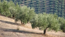 COAG Andaluc&iacute;a denuncia que el olivar se queda fuera de todas las ayudas por la sequ&iacute;a