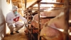 Queda una semana para solicitar ayudas para asesoramiento en sanidad y bienestar animal