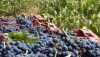 La campa&ntilde;a vitivin&iacute;cola arranca con un 15% m&aacute;s de producci&oacute;n