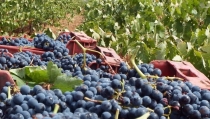 La campa&ntilde;a vitivin&iacute;cola arranca con un 15% m&aacute;s de producci&oacute;n