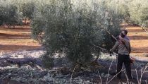 UPA apunta que la campa&ntilde;a del olivar puede finalizar casi con dos millones de toneladas