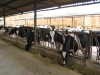 Cooperativas agroalimentarias denuncia la bajada de precios de la leche