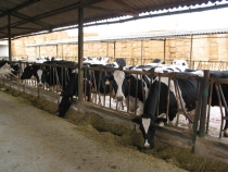 Cooperativas agroalimentarias denuncia la bajada de precios de la leche