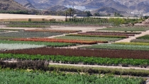 Almer&iacute;a diversifica su producci&oacute;n ornamental con especies adaptadas al clima mediterr&aacute;neo