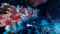 La reserva marina de Cabo de Gata-N&iacute;jar cumple 29 a&ntilde;os protegiendo la biodiversidad