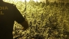 La Guardia Civil neutraliza tres centros de producci&oacute;n indoor de marihuana
