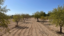 COAG Almer&iacute;a exige ayudas urgentes para las explotaciones agrarias devastadas por la sequ&iacute;a